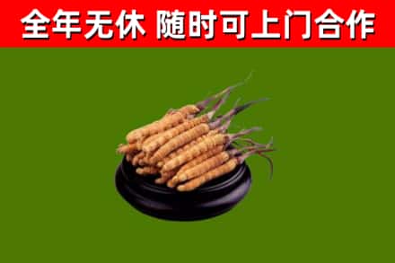 郁南县回收散虫草