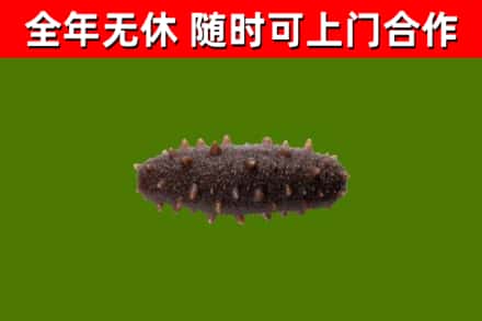 郁南县回收海参干